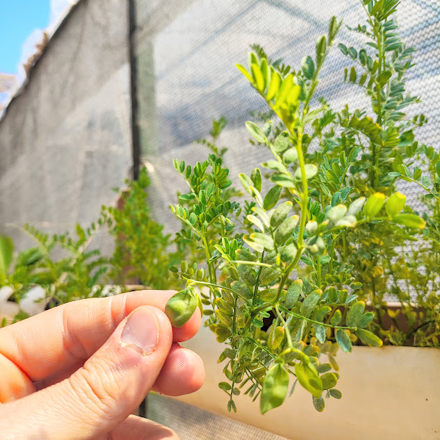 Folhas e vagem da lentilha.