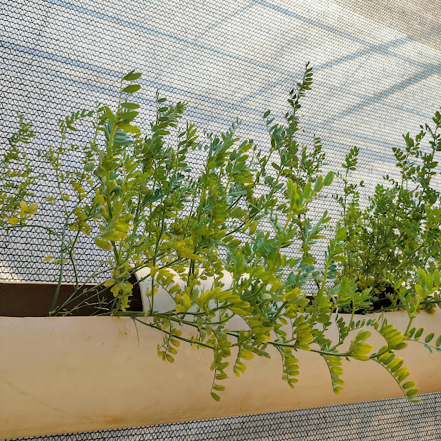 Folhagem da lentilha.