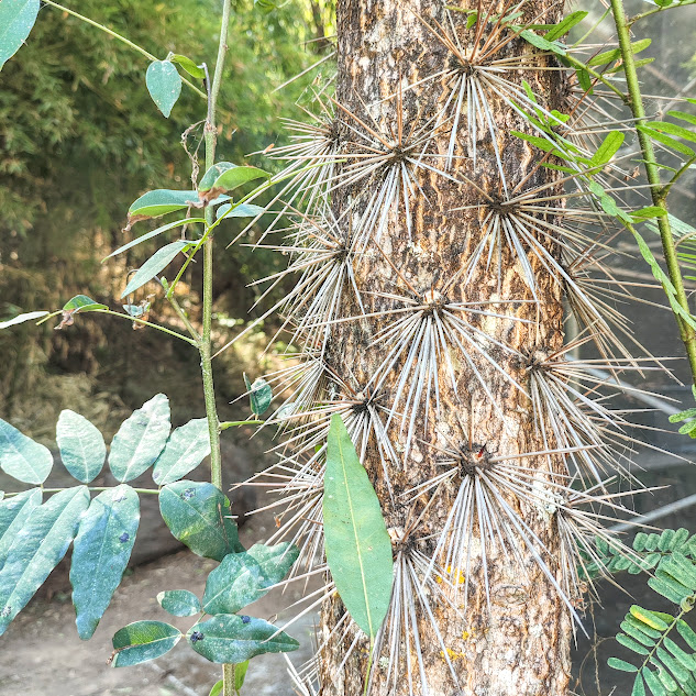 Tronco da urumbeba.