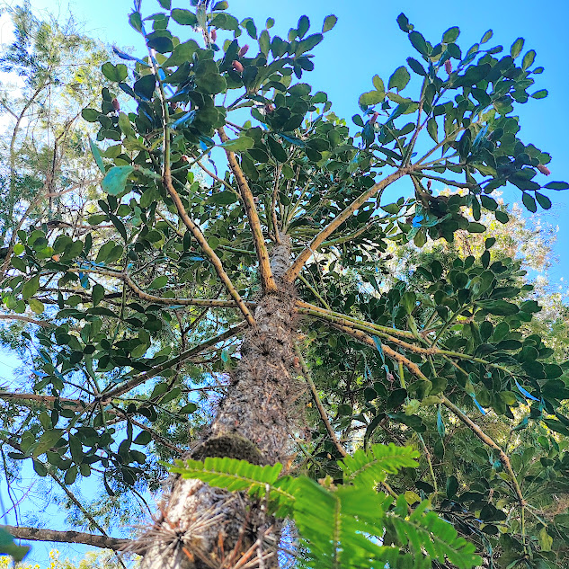 Urumbeba vista de baixo para cima.