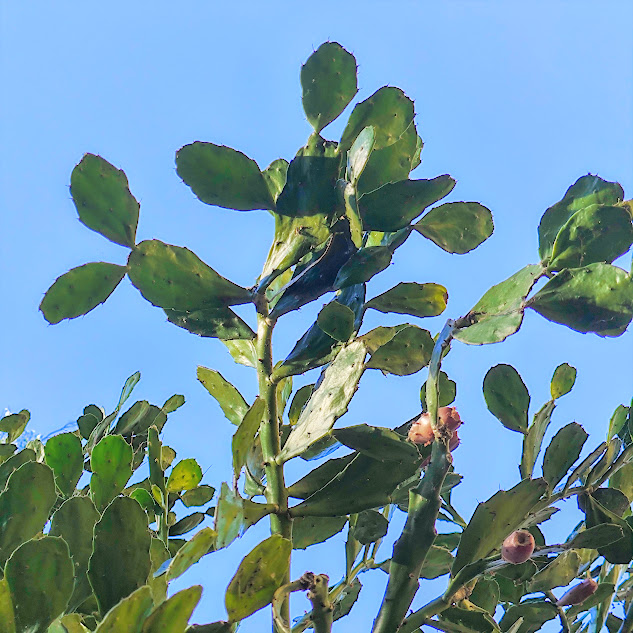 Cladódios da urumbeba.