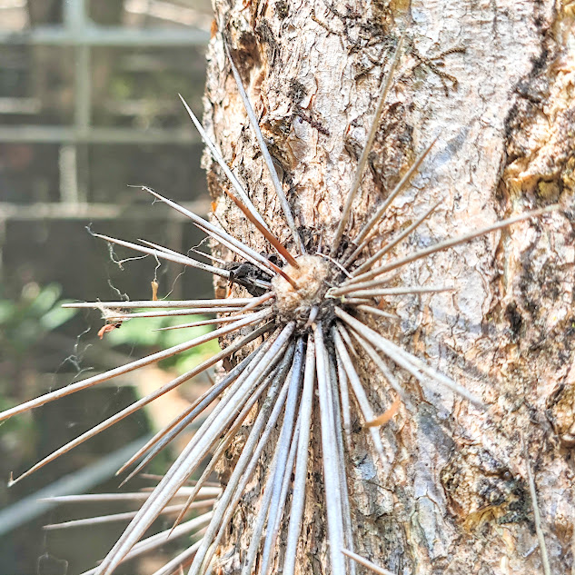 Espinhos presentes no tronco da urumbeba.