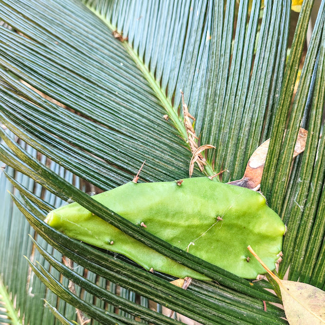 Cládódio da urumbeba.
