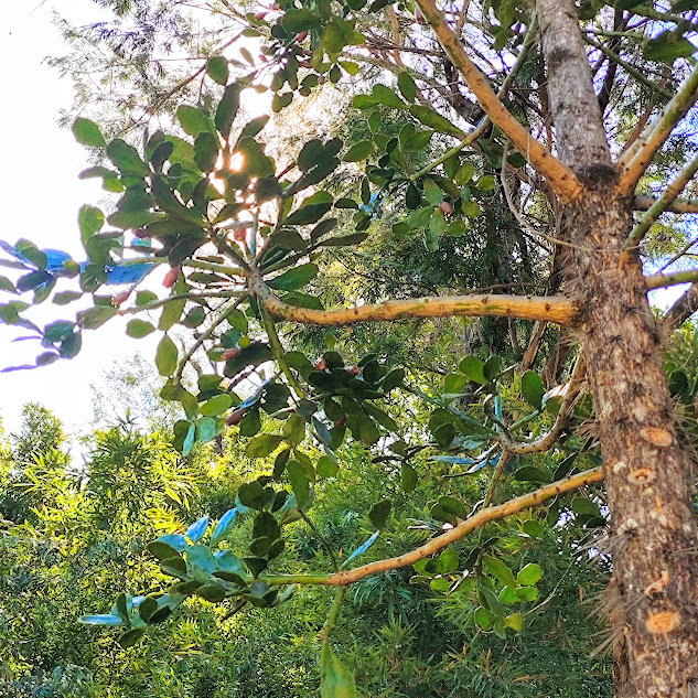 Tronco e cladódios da urumbeba.