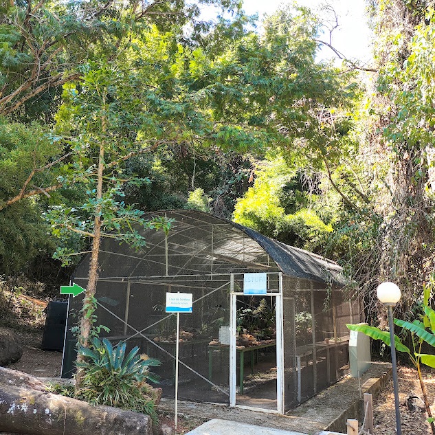 Urumbeba de crescimento livre.