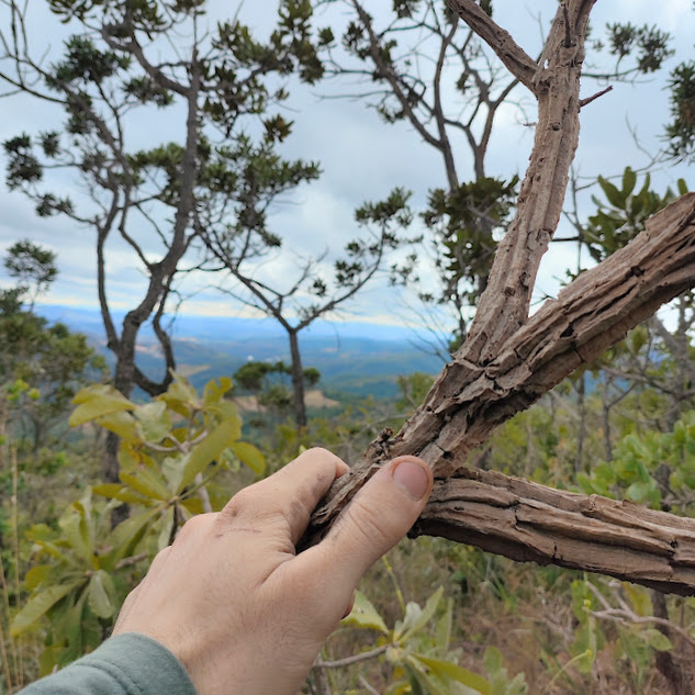 Tronco da candeia-verdadeira.