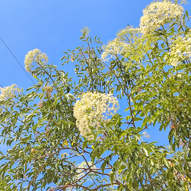 Parte da copa florida do sabugueiro.