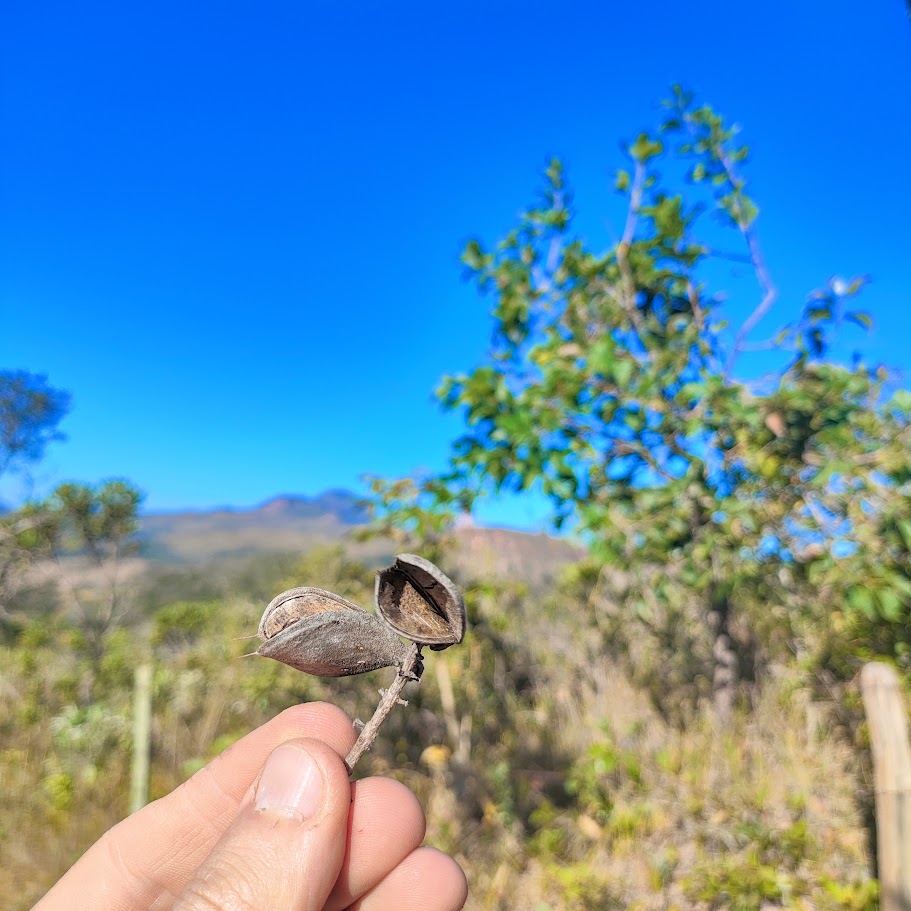 Frutos da carne-de-vaca.