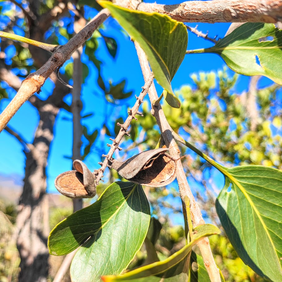 Folhas e frutos da carne-de-vaca.