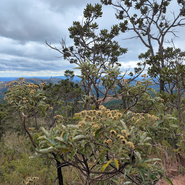 Candeia-verdadeira florida.