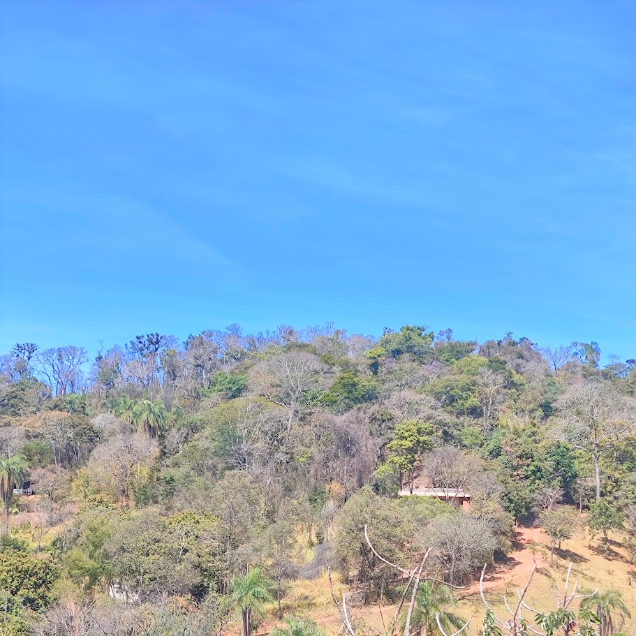 Floresta Estacional Semidecidual sob significativa deciduidade.