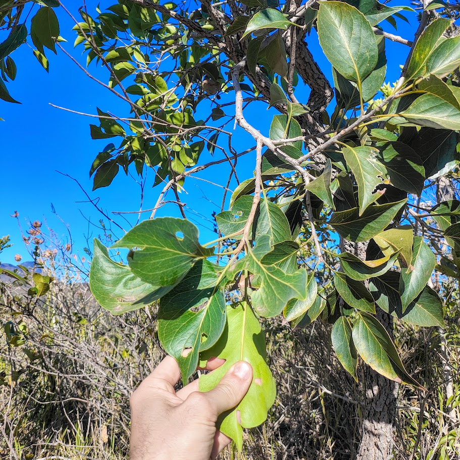 Folhas da carne-de-vaca.