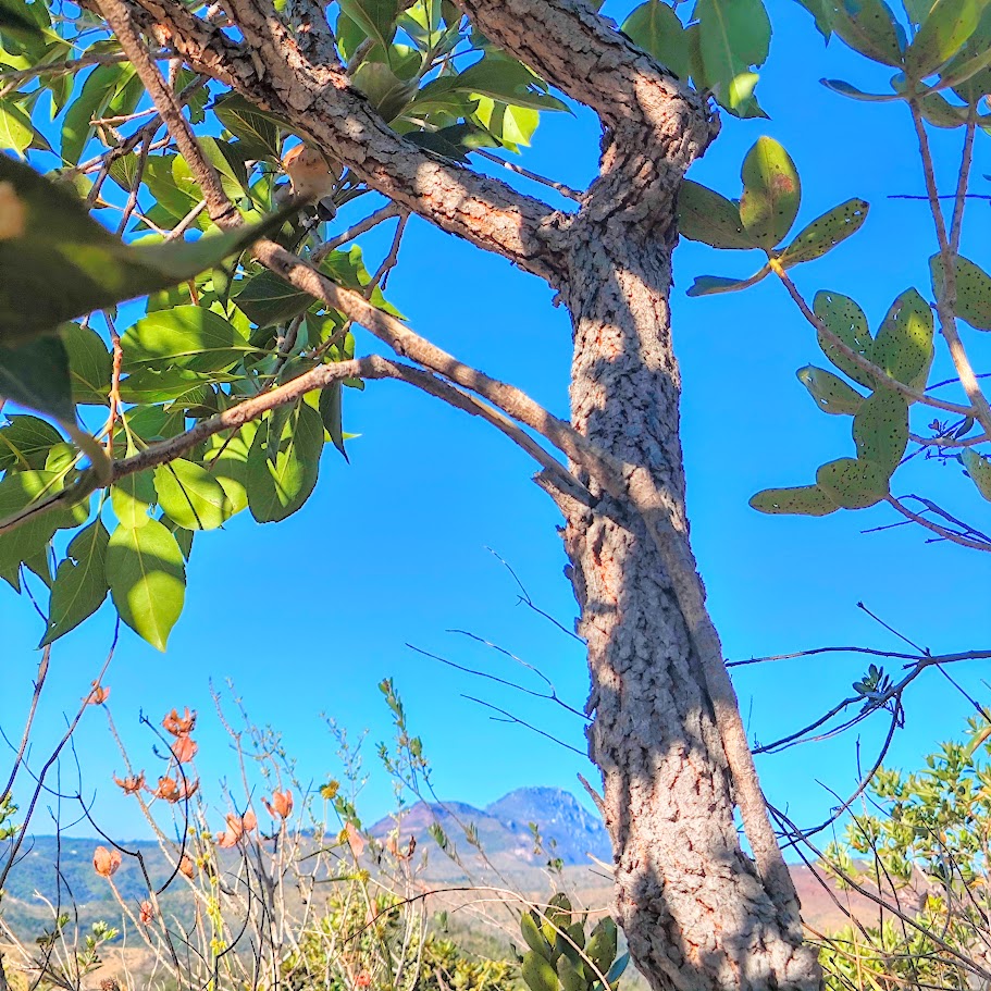 Tronco da carne-de-vaca.