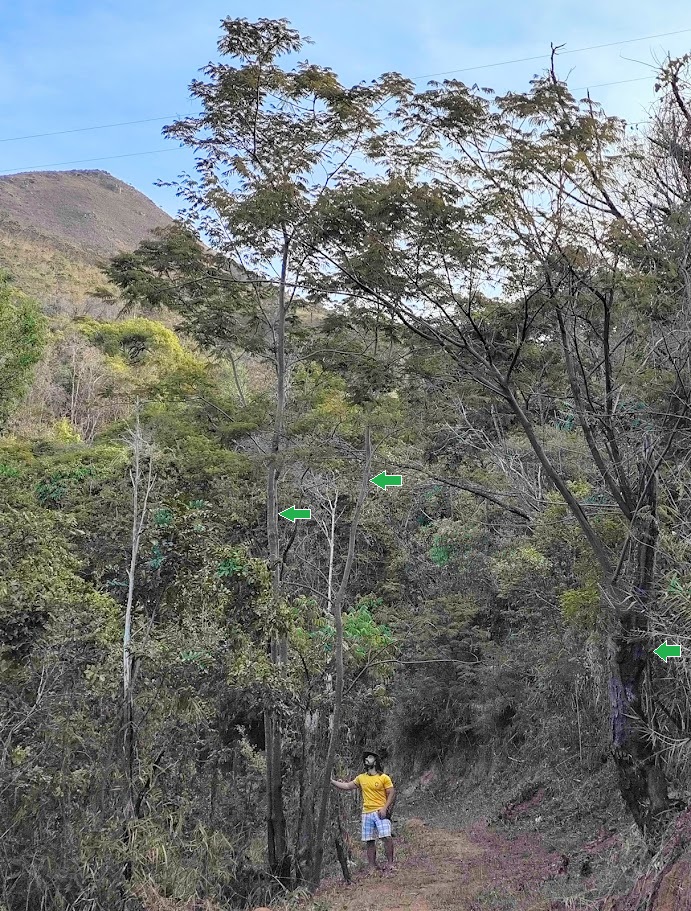 Sequência de angicos-branco.