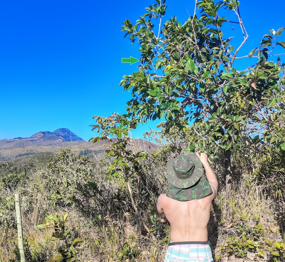 Arvoreta de carne-de-vaca.