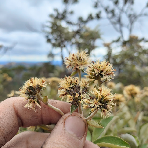 Flores da candeia-verdadeira