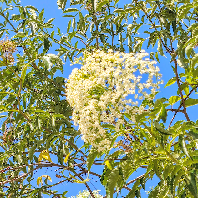 Detalhe das inflorescências e das flores do sabugueiro.
