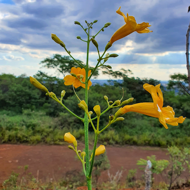 Flores da Adenocalymma pedunculatum.