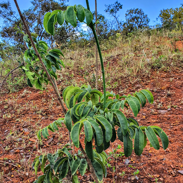 Folhas da Adenocalymma pedunculatum.