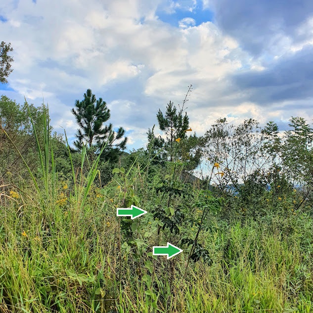 Área de cerrado na Serra do Curral - BH. 17/04/2022
