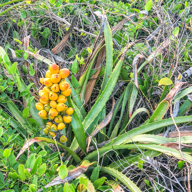 Frutos do caraguatá-do-mato.