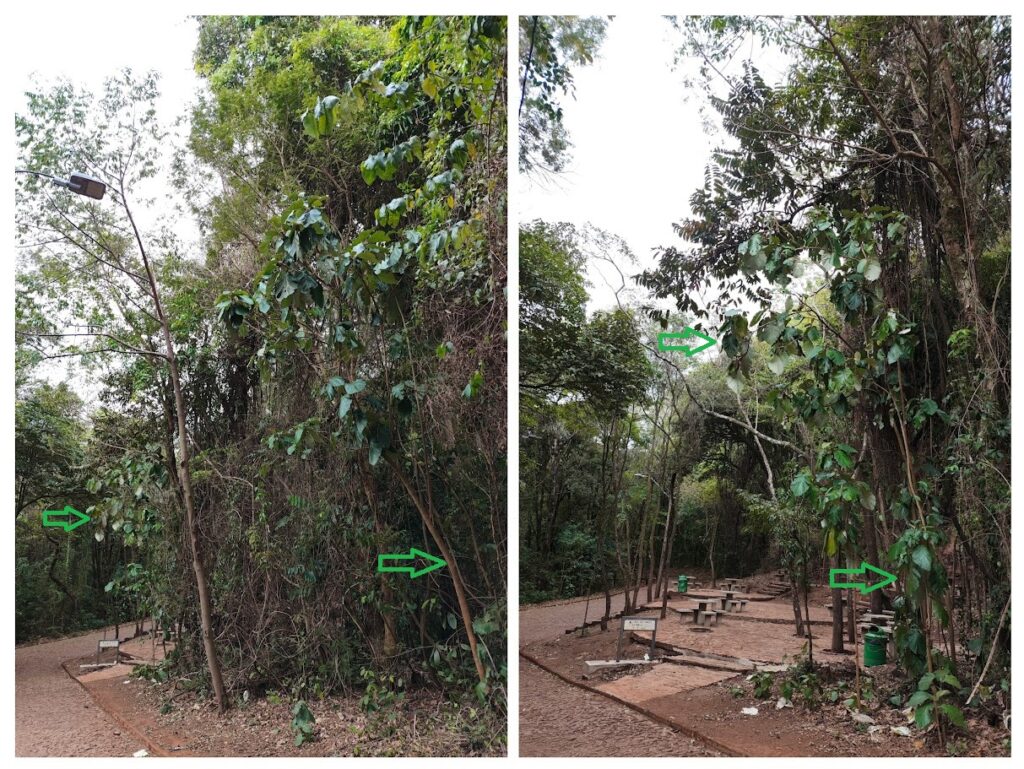 Árvores de panacéa.