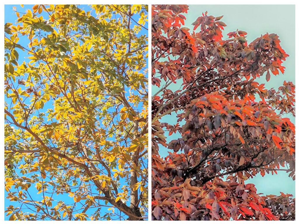 Copas do capitão-do-campo.