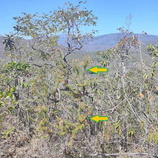 Pseudobrickellia brasiliensis em área de cerrado.