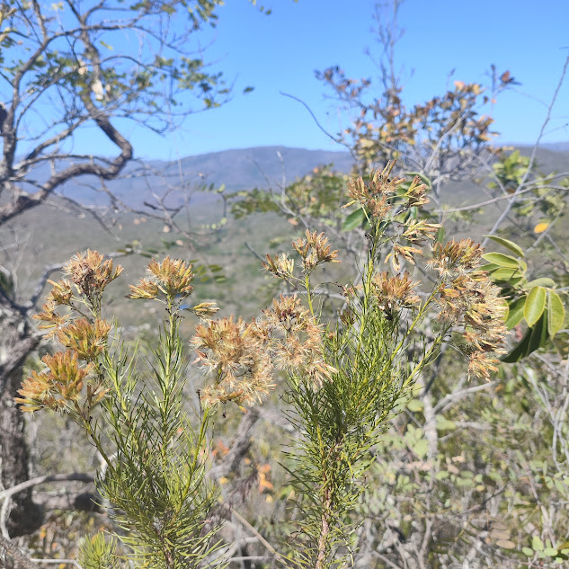 Folhas e inflorescências da Pseudobrickellia brasiliensis.