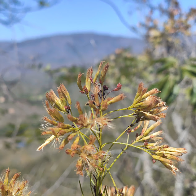 Inflorescências da Pseudobrickellia brasiliensis.