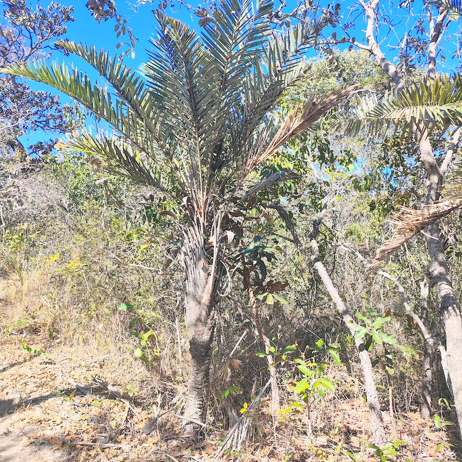 Palmeirinha-do-cerrado.