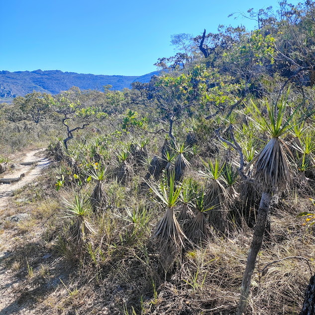 Grupo de canelas-de-ema.