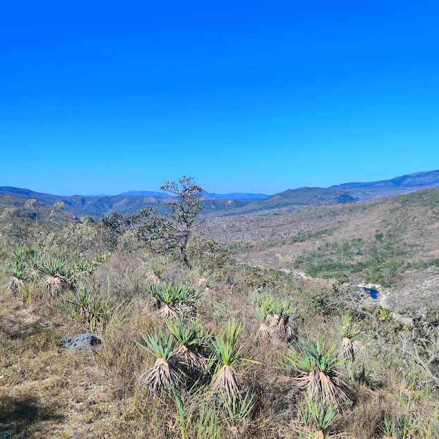 Grupo de canelas-de-ema.