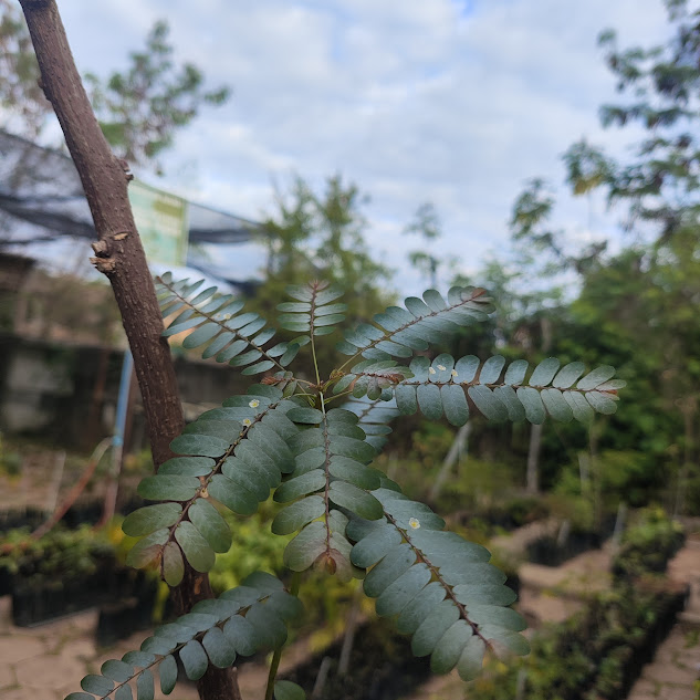 Folhagem do quebra-pedras.