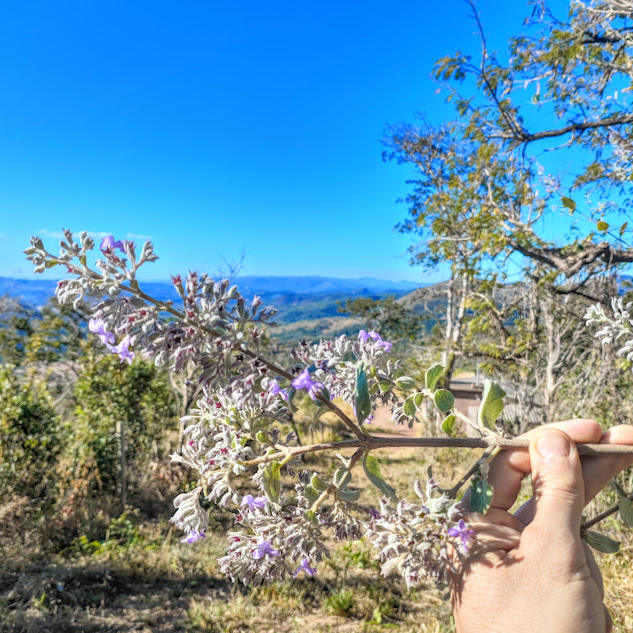 Inflorescências do Hyptidendron vauthieri.