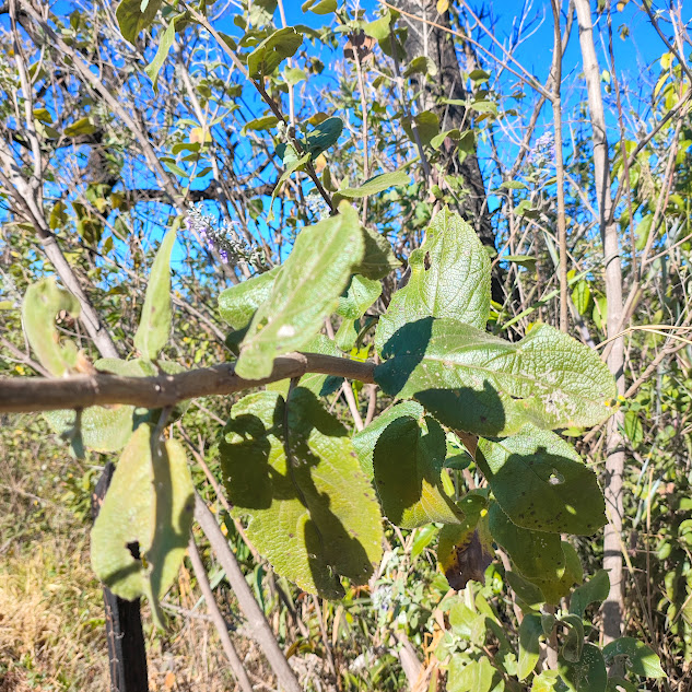 Folhas do Hyptidendron vauthieri.