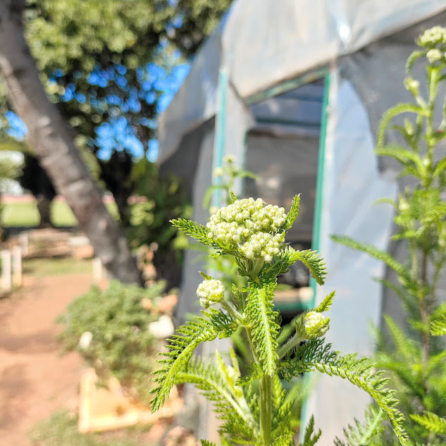 Flores da novalgina.