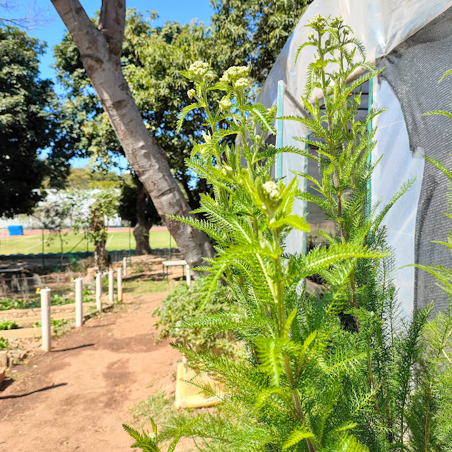 Folhagem da novalgina.