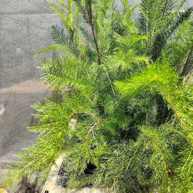 Folhas da novalgina.