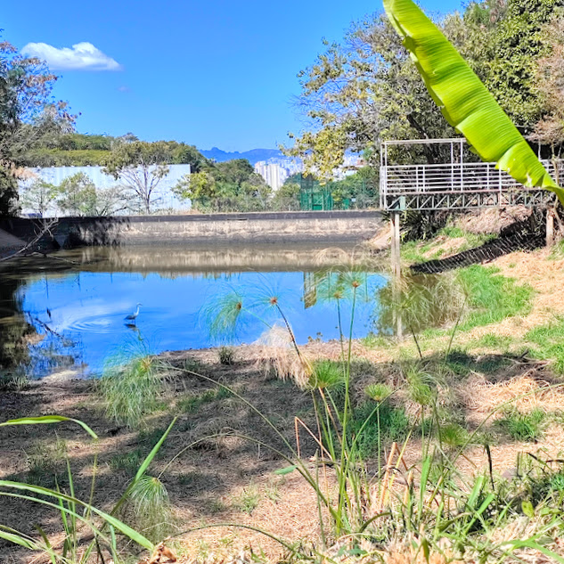 Papiro-gigante junto a poço.