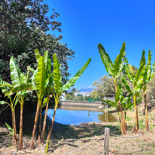 Bananeira junto a poço.