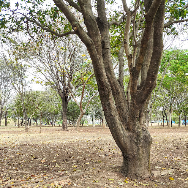 Tronco do oitizeiro.