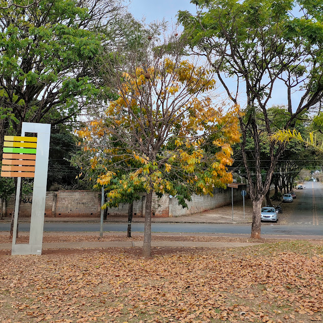 Sapucaia com as folhas amareladas.