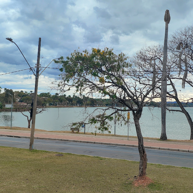 Pau-cigarra isolada.