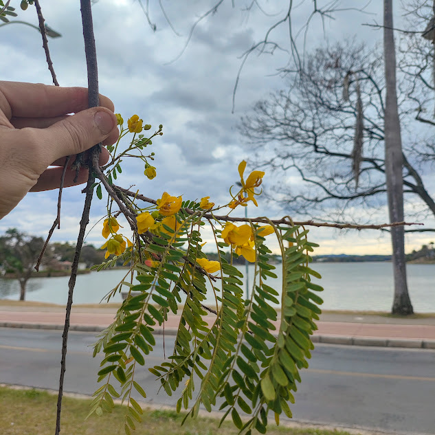 Folhas e inflorescências do pau-cigarra.
