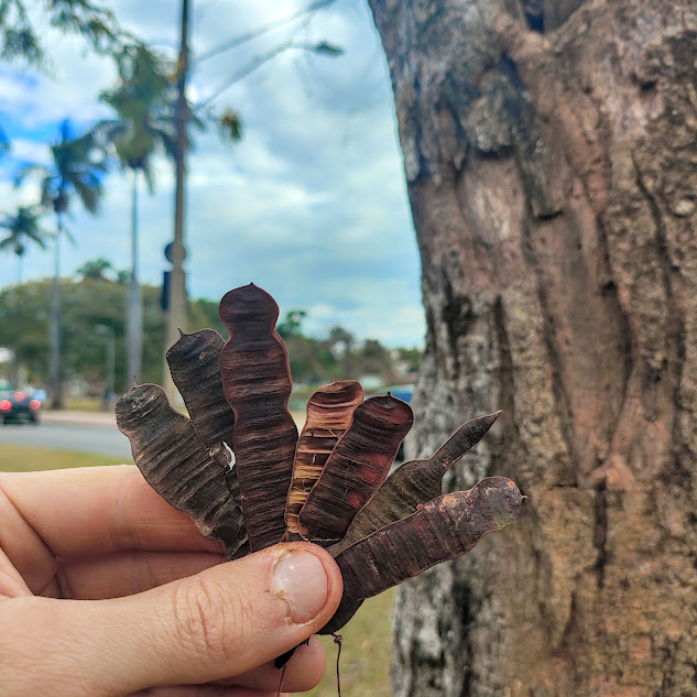 Frutos do pau-cigarra.