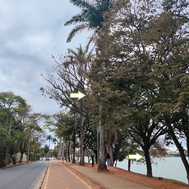 Jacarandá-paulista em BH.