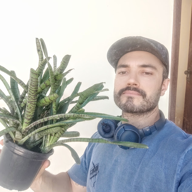 Bromélia-tigre em vaso.