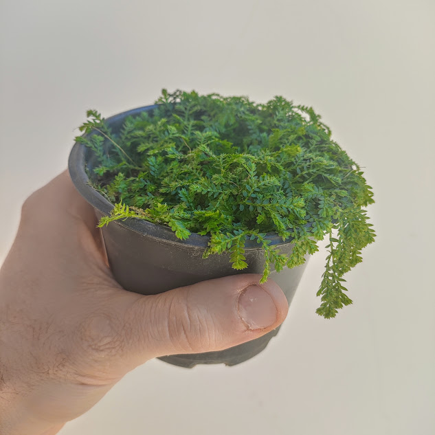 Musgo-tapete em vaso.