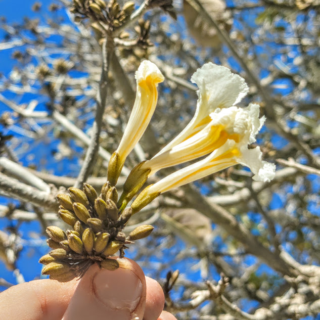 Flores do ipê-branco.